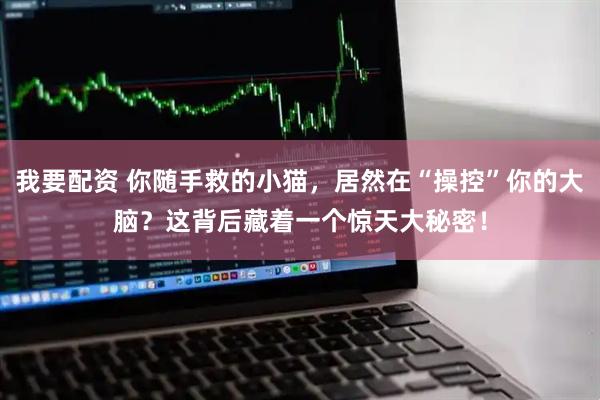 我要配资 你随手救的小猫，居然在“操控”你的大脑？这背后藏着一个惊天大秘密！